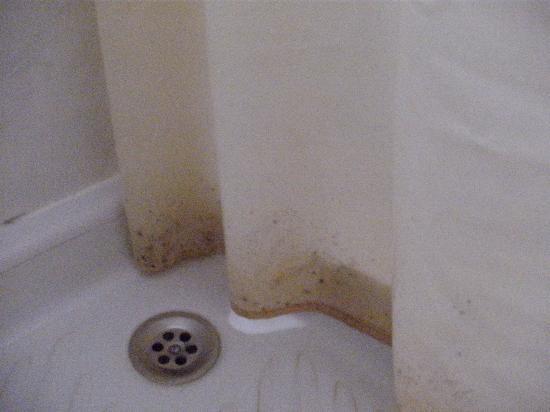 CÓMO LIMPIAR CORTINAS DE&nbsp;BAÑO